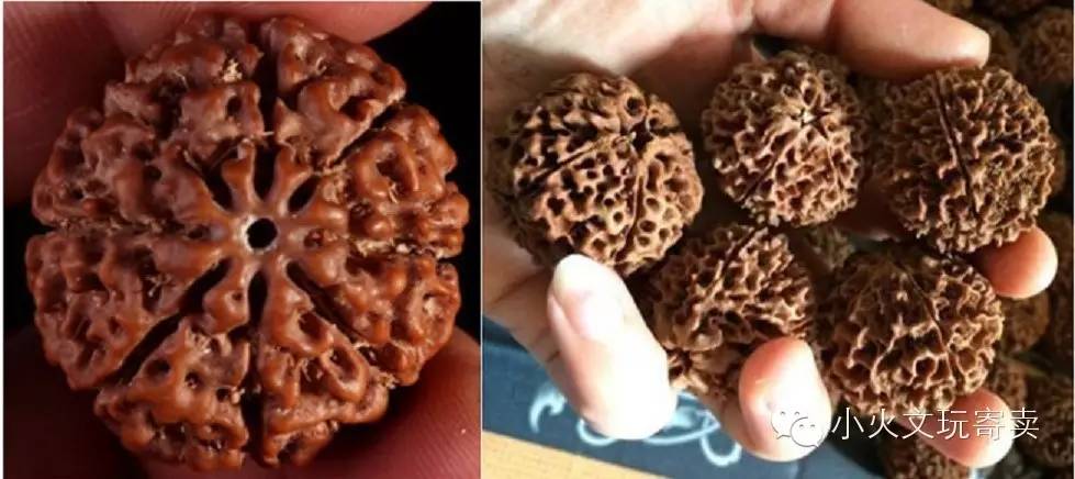 金刚与落地红,落地红对比金刚菩提