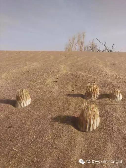 蒙古阿拉善肉苁蓉,阿拉善苁蓉生长在哪儿