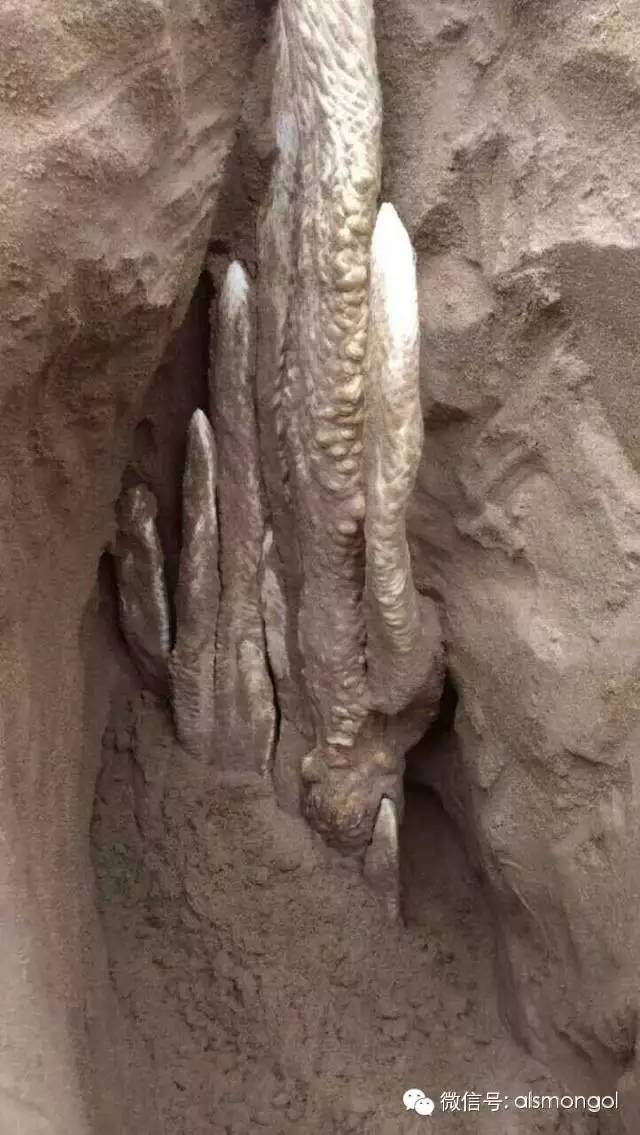 蒙古阿拉善肉苁蓉,阿拉善苁蓉生长在哪儿