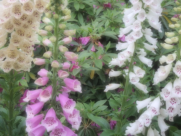 奥林巴斯tg-7运动相机怎样,奥林巴斯tg850拍照