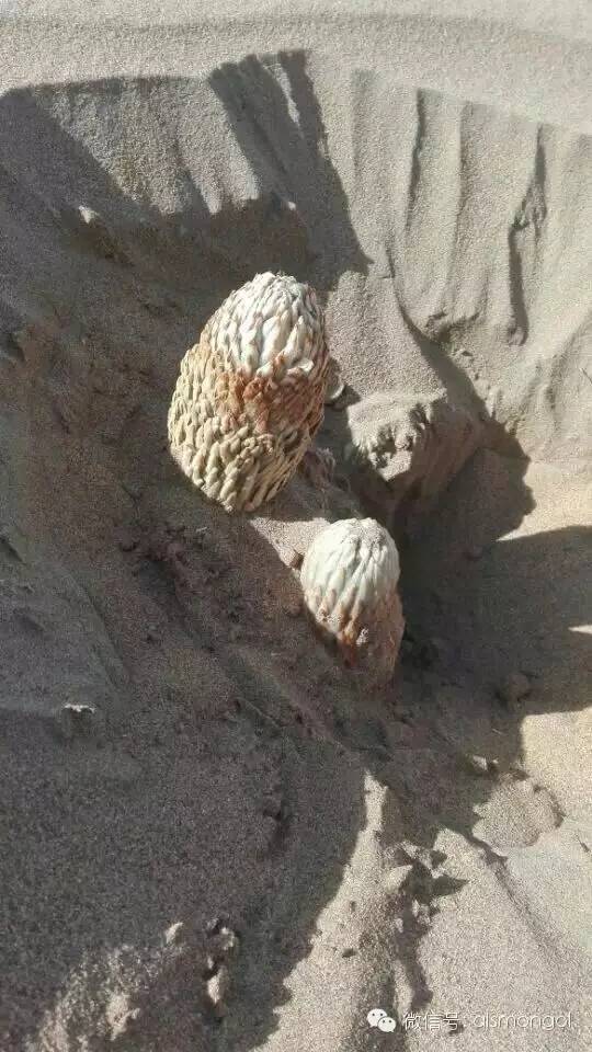 蒙古阿拉善肉苁蓉,阿拉善苁蓉生长在哪儿