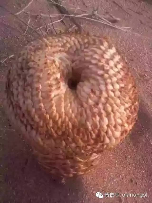 蒙古阿拉善肉苁蓉,阿拉善苁蓉生长在哪儿