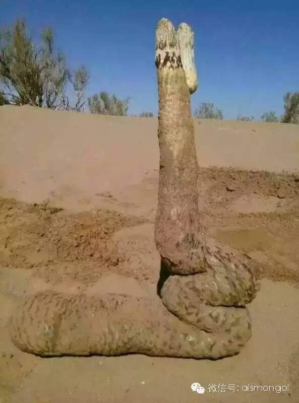 蒙古阿拉善肉苁蓉,阿拉善苁蓉生长在哪儿