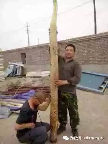 蒙古阿拉善肉苁蓉,阿拉善苁蓉生长在哪儿