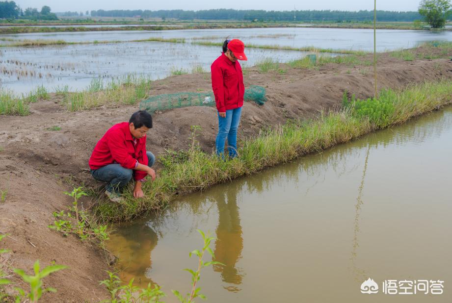 甲鱼泥鳅黄鳝鲫鱼可以一起混养吗,稻田小龙虾养殖与鳝鱼混养比例