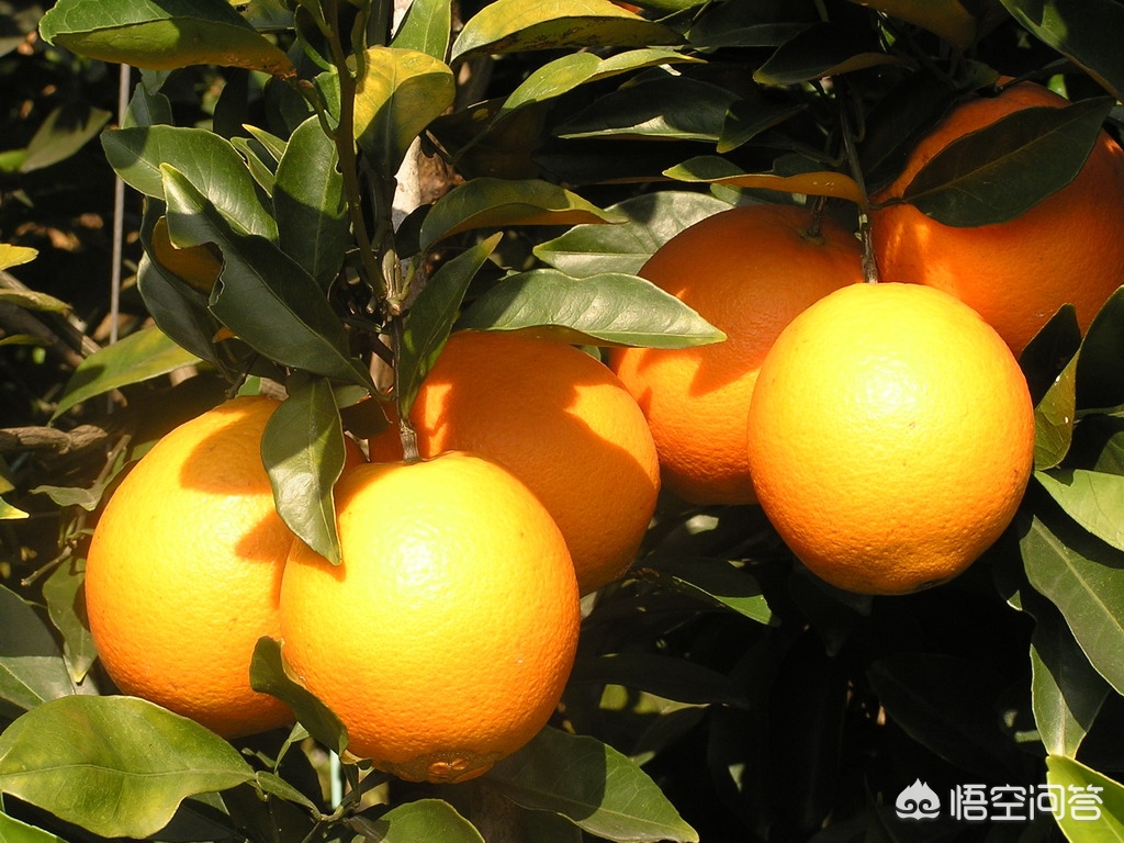 吃脐橙变甜,脐橙怎么快速变成熟