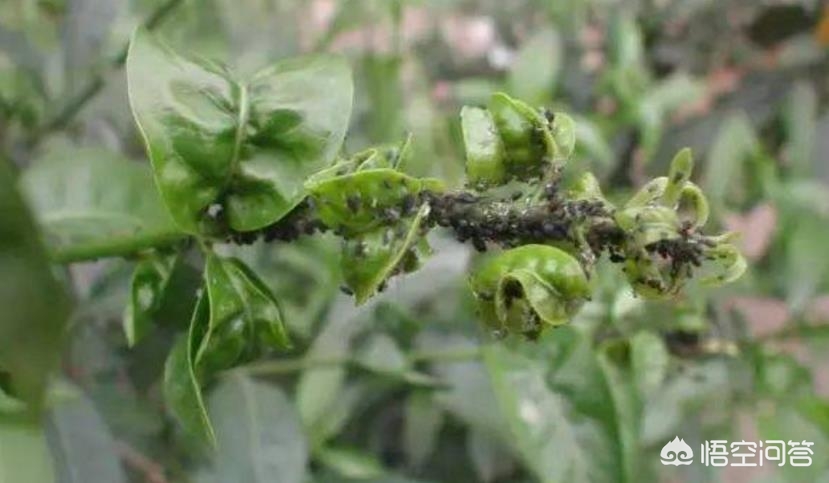 柑橘卷叶原因及解决方法,柑橘卷叶识别图谱