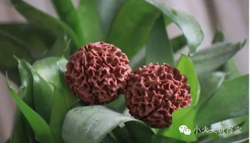 金刚与落地红,落地红对比金刚菩提