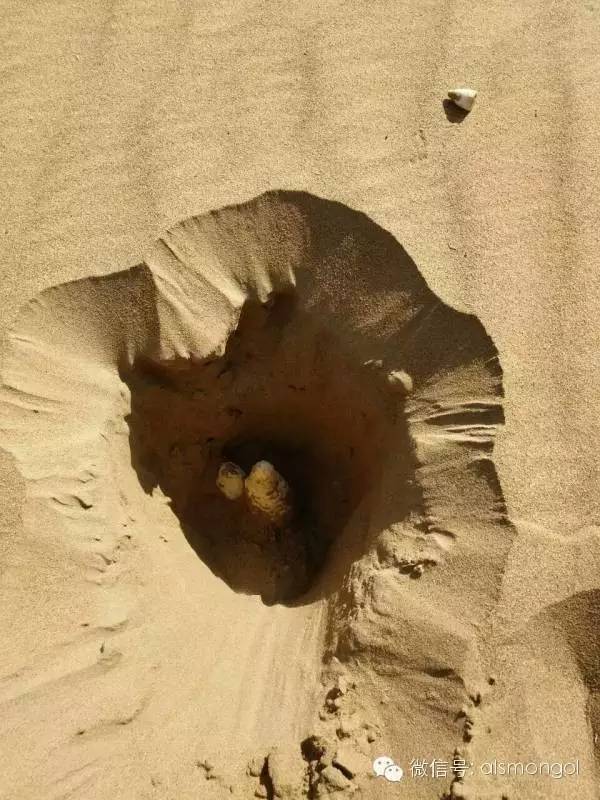 蒙古阿拉善肉苁蓉,阿拉善苁蓉生长在哪儿