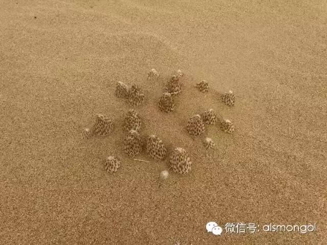 蒙古阿拉善肉苁蓉,阿拉善苁蓉生长在哪儿