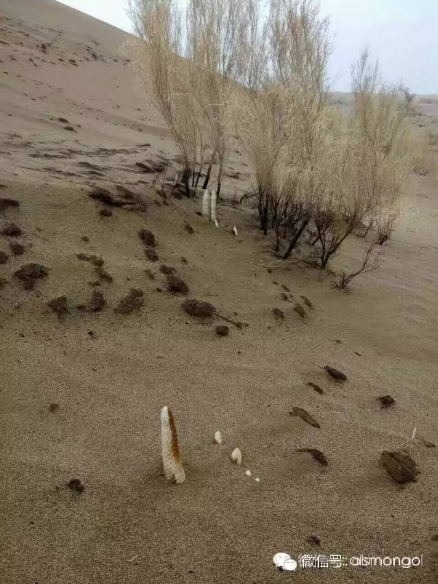 蒙古阿拉善肉苁蓉,阿拉善苁蓉生长在哪儿