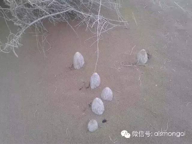 蒙古阿拉善肉苁蓉,阿拉善苁蓉生长在哪儿