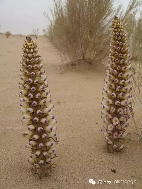 蒙古阿拉善肉苁蓉,阿拉善苁蓉生长在哪儿