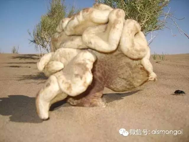 蒙古阿拉善肉苁蓉,阿拉善苁蓉生长在哪儿