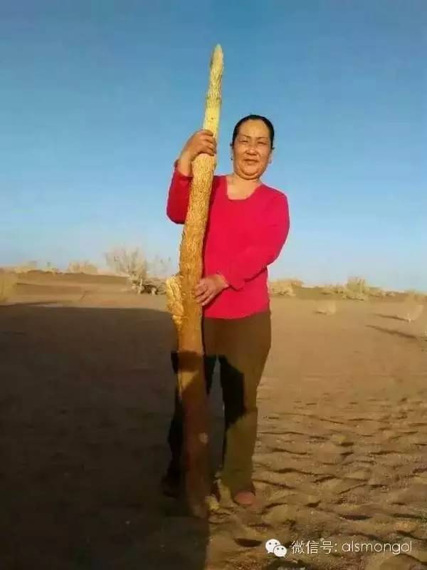 蒙古阿拉善肉苁蓉,阿拉善苁蓉生长在哪儿