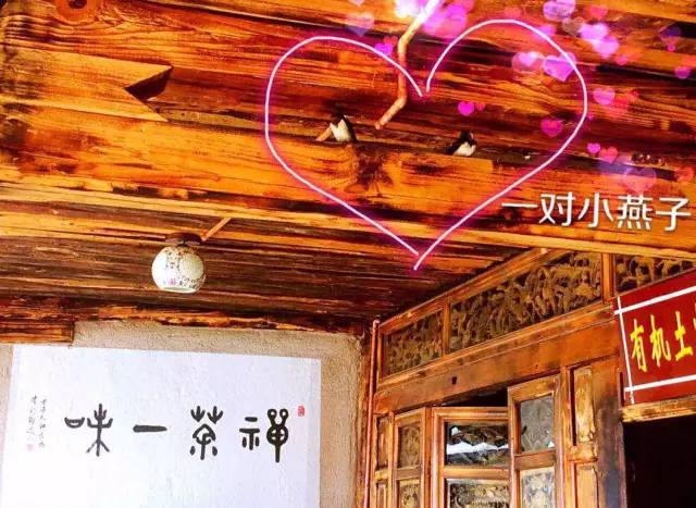 比燕窝更好的植物,比燕窝好的植物