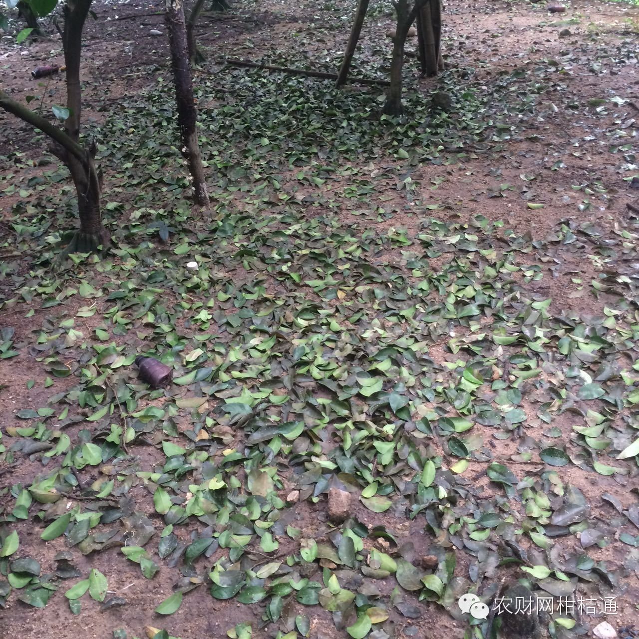 柑橘夏梢出现黄叶是什么原因,柑橘黄叶防治