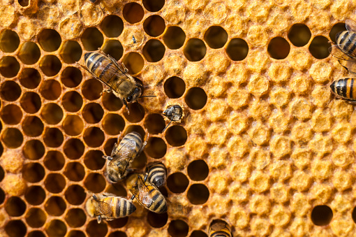 免疫力低下的人吃什么提高免疫力,中年人免疫力低下容易感冒怎么办