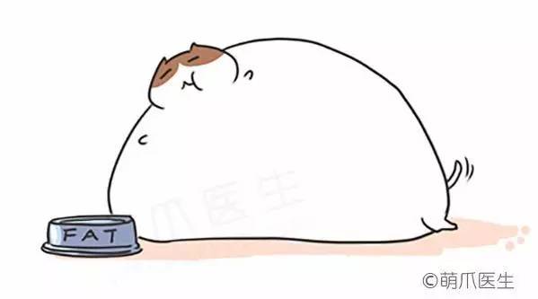 猫咪一直吃湿粮可以吗,猫粮干粮和湿粮能一起吃吗