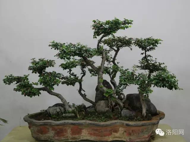 经历着狂风暴雨,经历了狂风暴雨就没法忍受