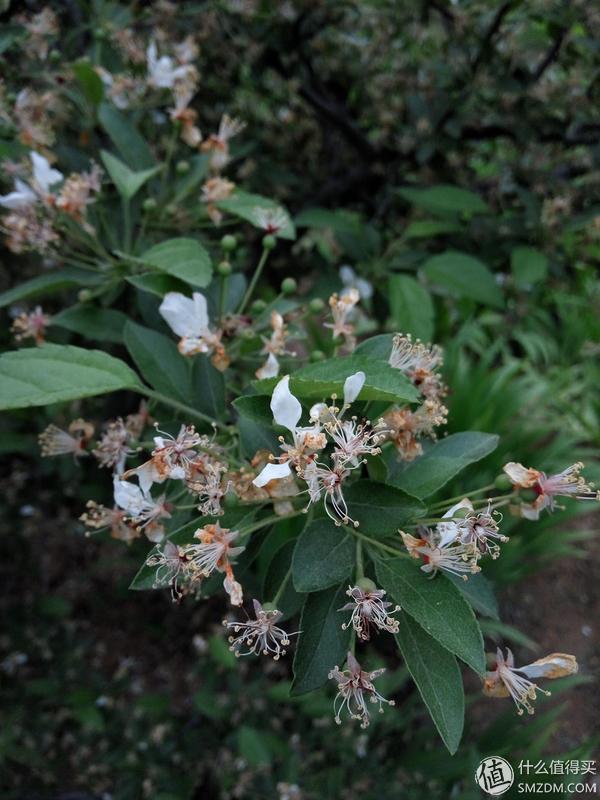 如何评价小米刚发布的红米note3,小米红米备用机推荐300以下