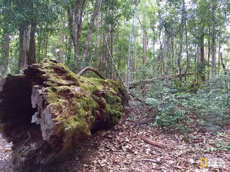 FraserIsland|快来全世界最大的沙岛上撒把野