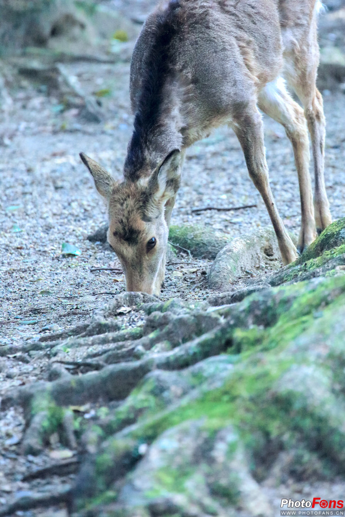 春之物语佳能EF70-300mmf4.0-5.6ISUSM日本猎影