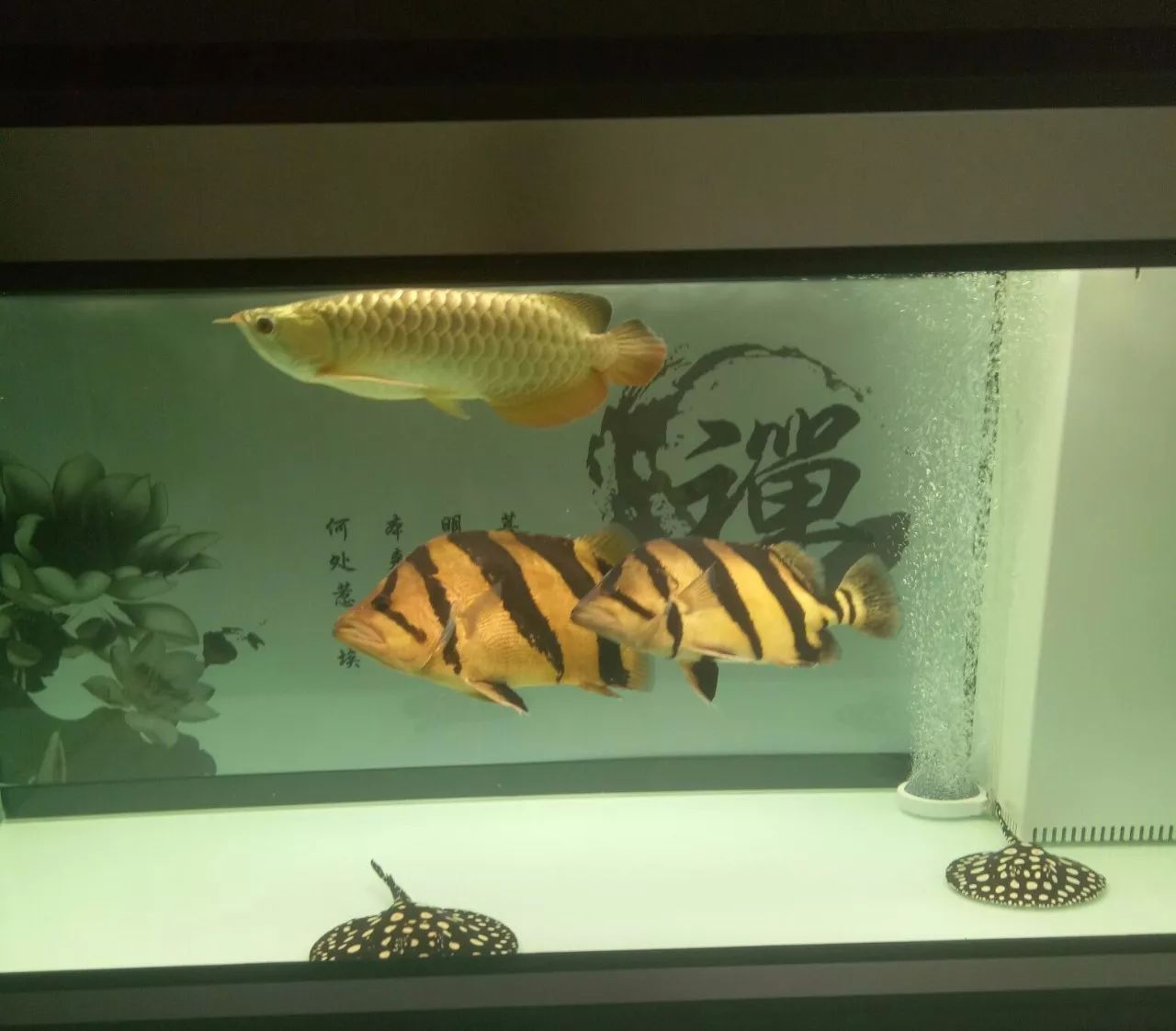 虎鱼的养殖视频讲座,虎鱼鱼苗喂养知识