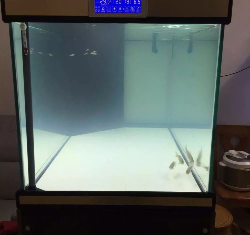 历时4个月,亲手做的缸终于运行!