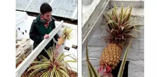 “果中爱马仕”!宁波这种本地桔子,店里一只卖20元!