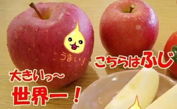 “果中爱马仕”!宁波这种本地桔子,店里一只卖20元!