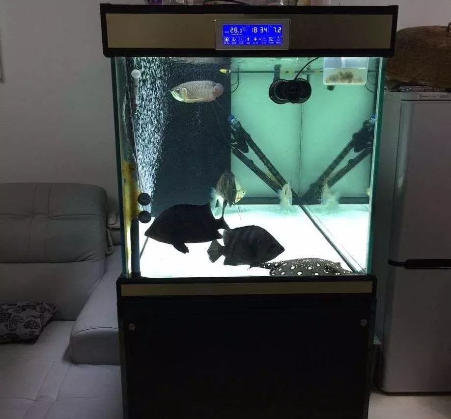 历时4个月,亲手做的缸终于运行!