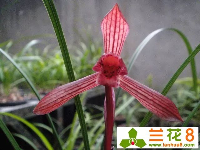 怎样才能成为一个合格的养基人,养兰人的最高境界