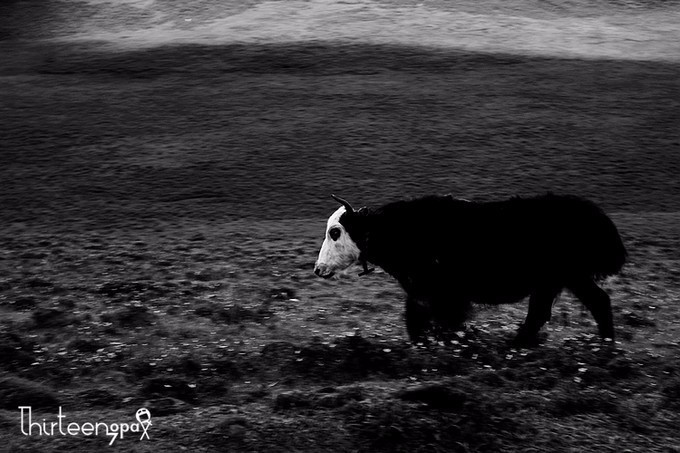 带着小三去旅行,带着小四去旅游