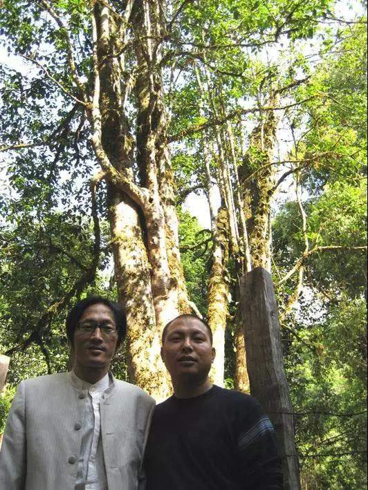 企业外脑实战普洱茶:茶树王,普洱茶的超级符号