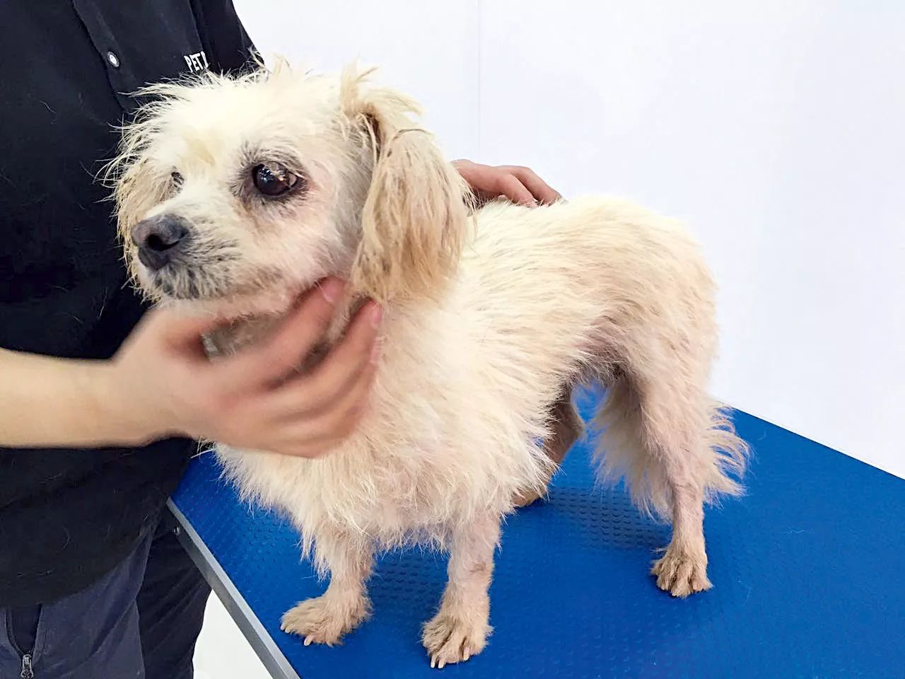 给狗狗一个温暖的家视频,给狗狗们一个干净舒适温馨的家