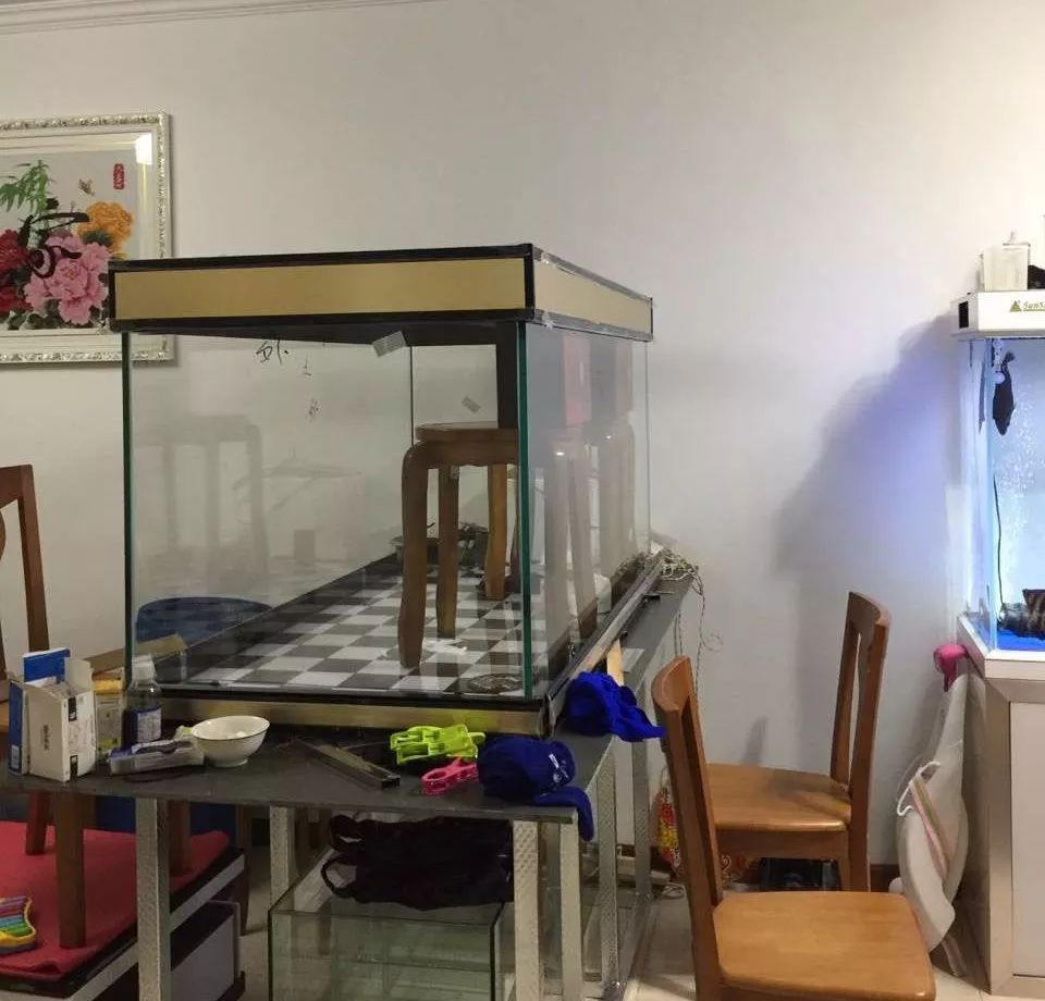 历时4个月,亲手做的缸终于运行!