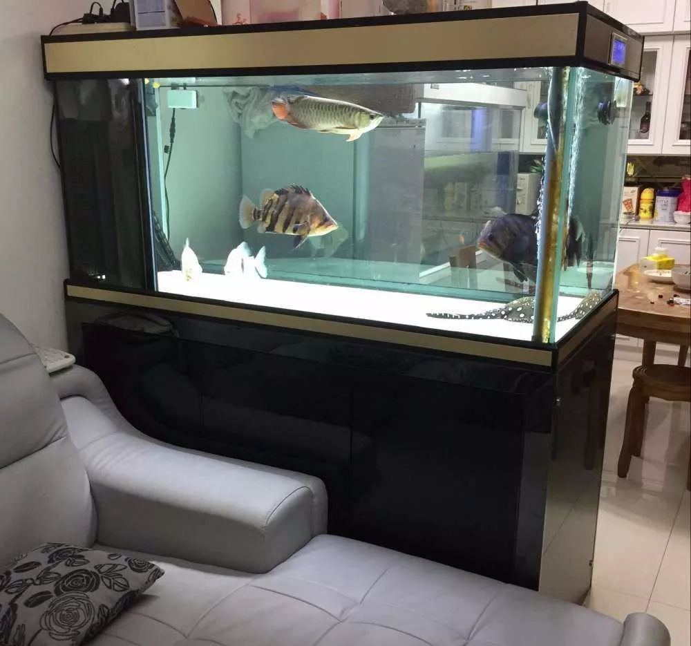 历时4个月，亲手做的缸终于运行！