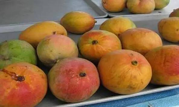 “果中爱马仕”!宁波这种本地桔子,店里一只卖20元!