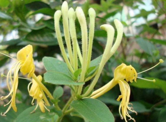 中药知识必学金银花,中药基本知识金银花