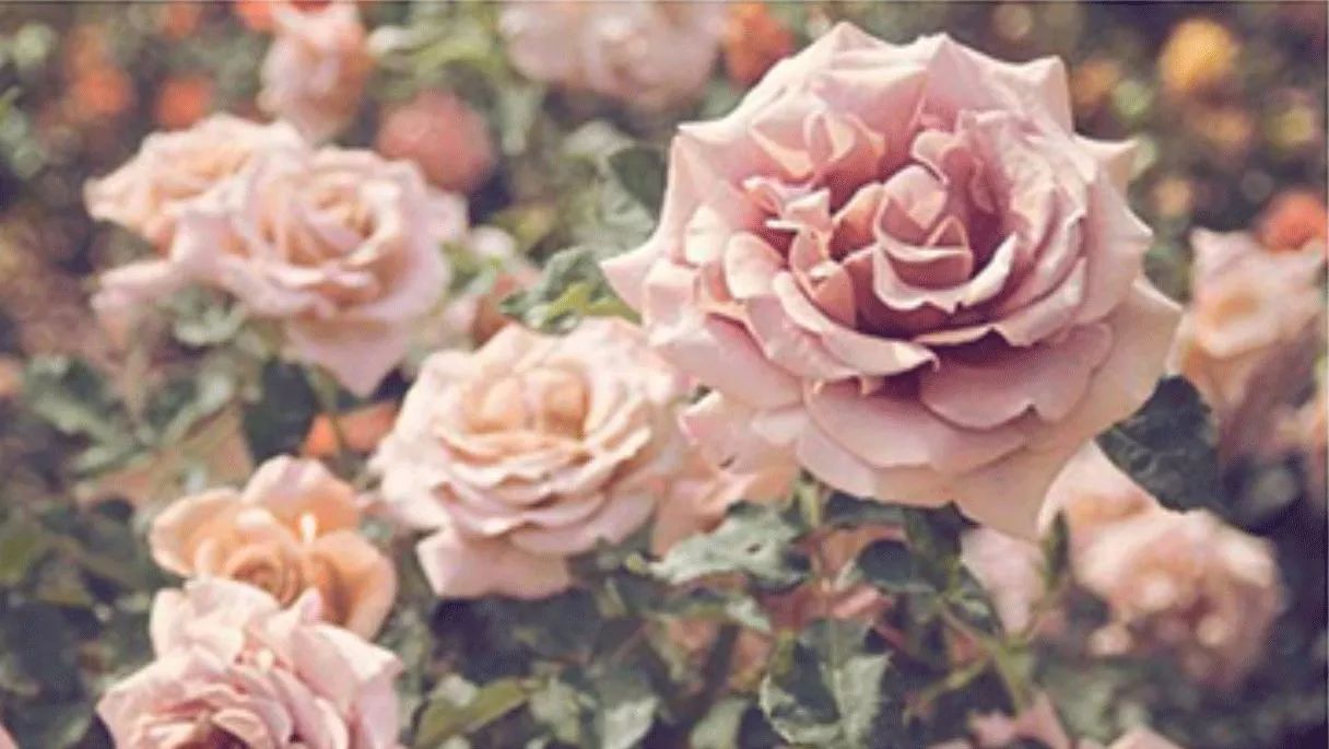 9折福利|梦境闻起来是什么味儿?这瓶香水告诉你