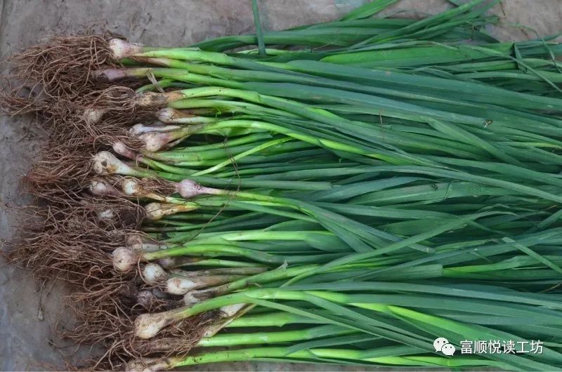 富顺方言得了怎么说,富顺最新土味方言