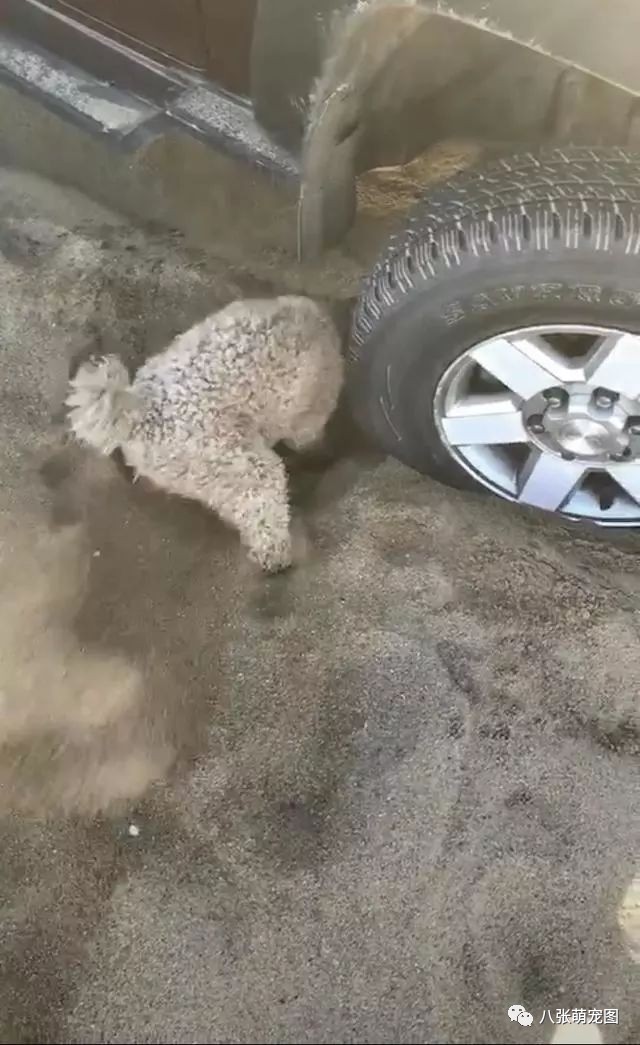 小泰迪用爪子刨窝,小泰迪刨地