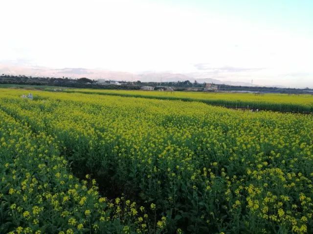 蒙自尼苏小镇油菜花,蒙自油菜花在尼苏小镇哪里