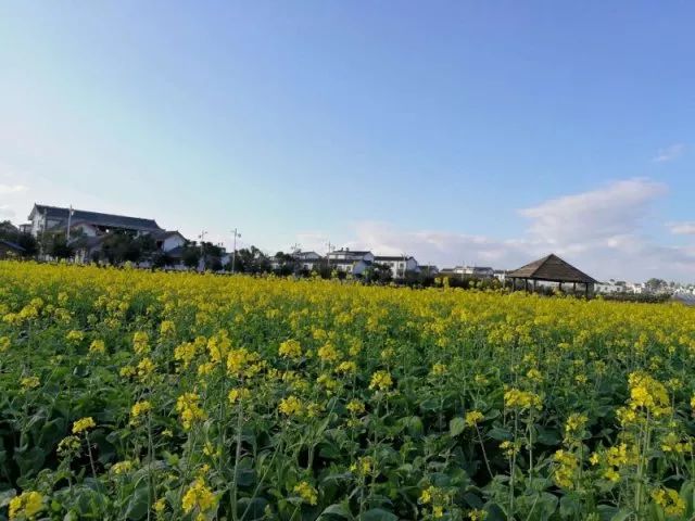 蒙自尼苏小镇油菜花,蒙自油菜花在尼苏小镇哪里