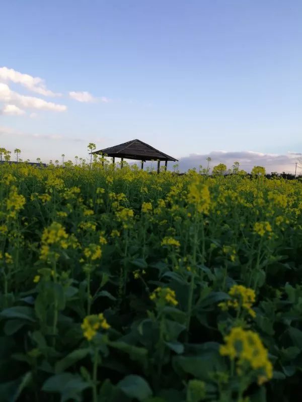 蒙自尼苏小镇油菜花,蒙自油菜花在尼苏小镇哪里