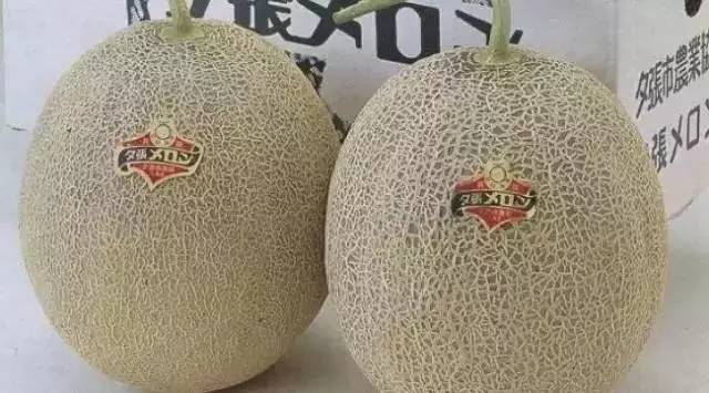 “果中爱马仕”!宁波这种本地桔子,店里一只卖20元!