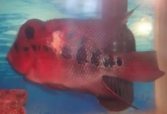 罗汉鱼身上掉肉,罗汉鱼掉一大块肉还有救吗