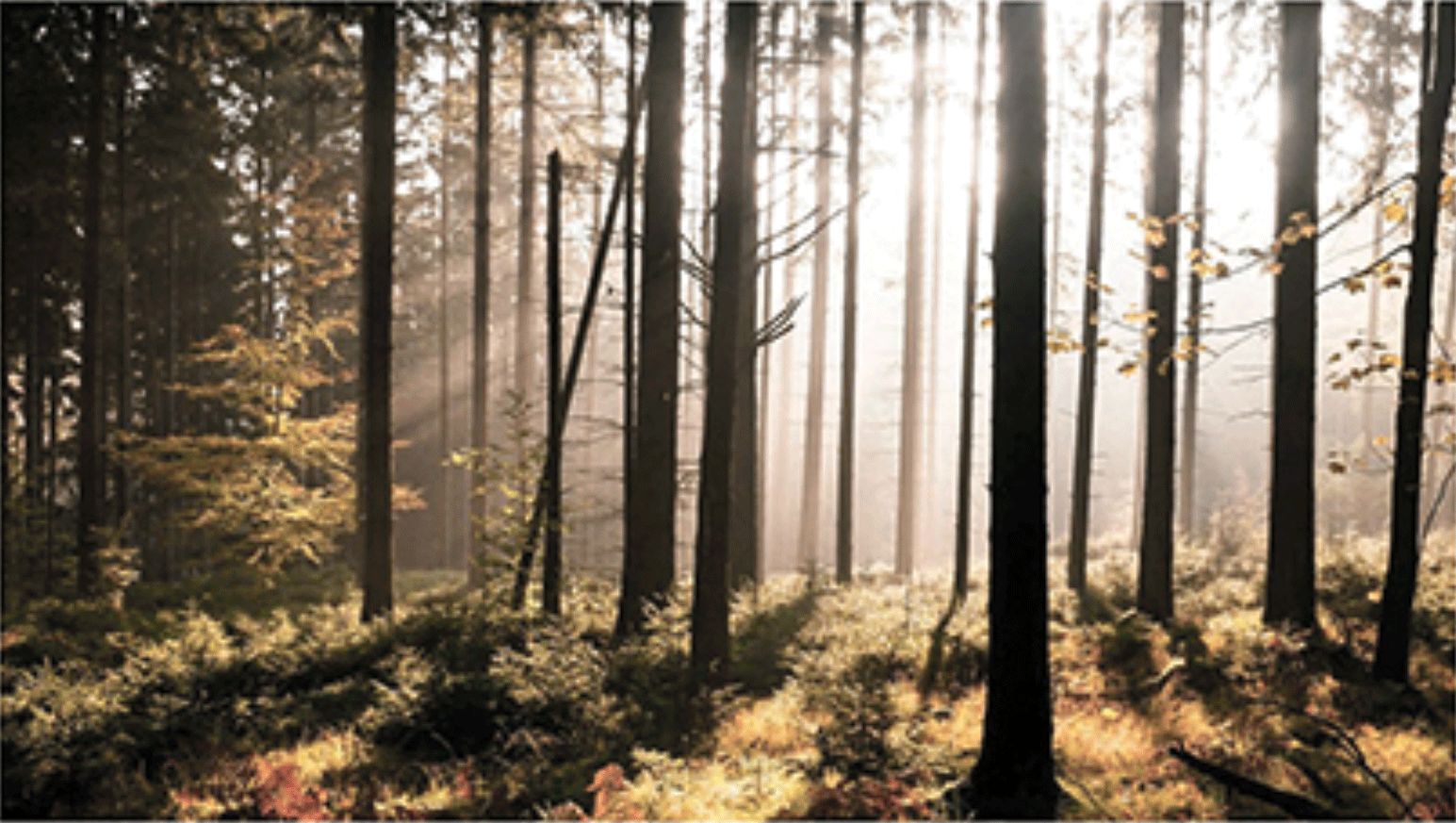 9折福利|梦境闻起来是什么味儿?这瓶香水告诉你