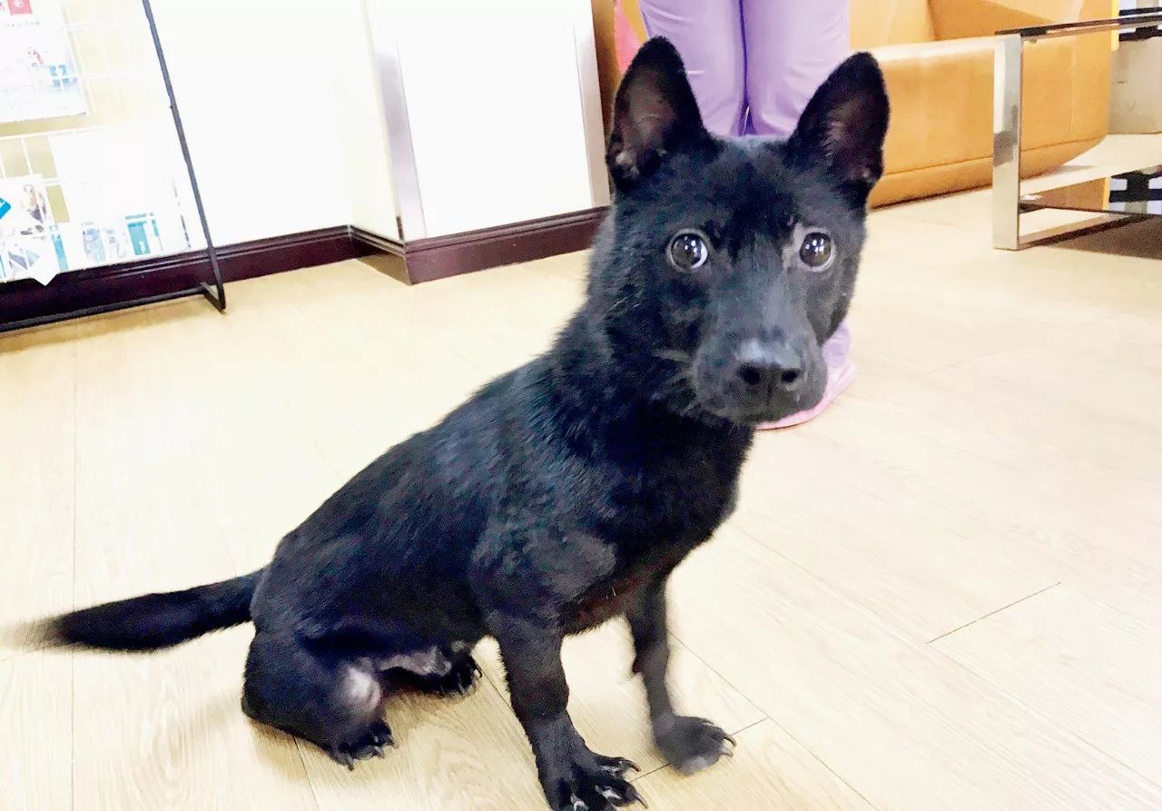 给狗狗一个温暖的家视频,给狗狗们一个干净舒适温馨的家